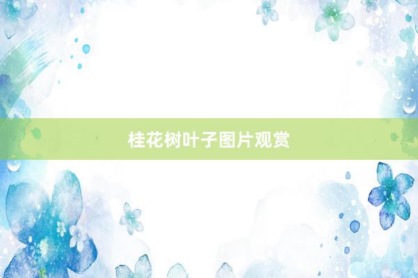 桂花树叶子图片观赏