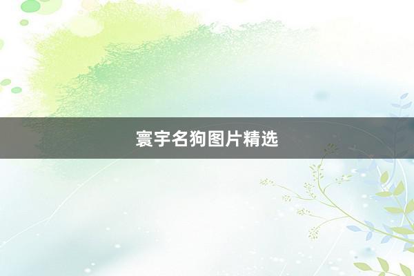 寰宇名狗图片精选